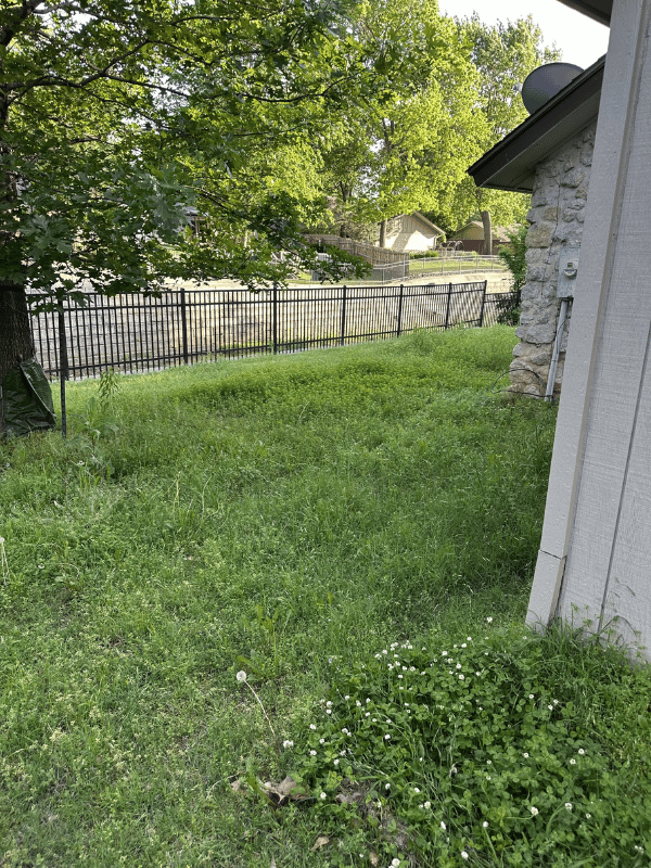 Before Lawn Cut