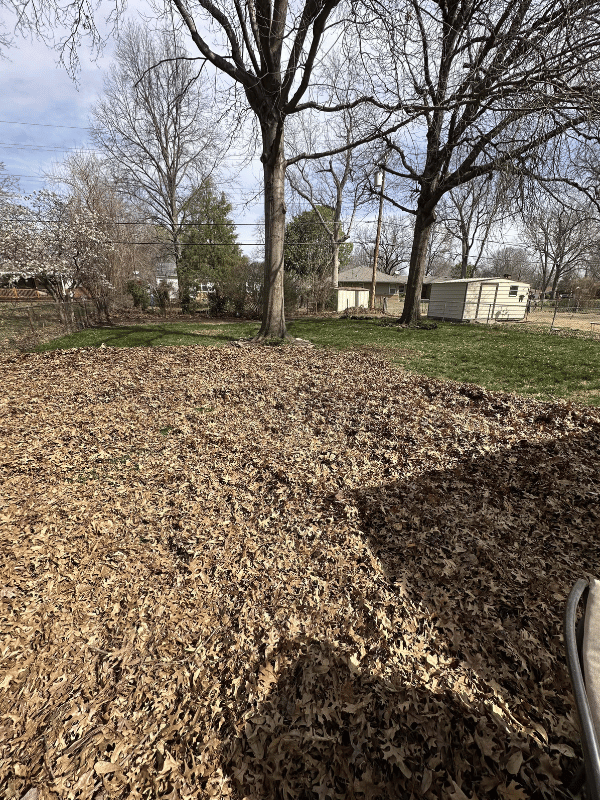 Before Leaf Cleanup